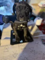 Bella Boo, a female Cane Corso for sale in Raytown, MO – Photo 1 of 5