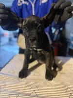 Bella Boo, a female Cane Corso for sale in Raytown, MO – Photo 3 of 5