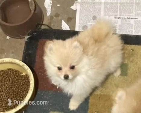 Cheech – Pomeranian puppy for sale in Kansas City, KS