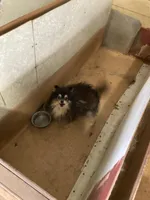 *Price Reduced*Ginger, a female Pomeranian for sale in Kansas City, KS – Photo 4 of 5