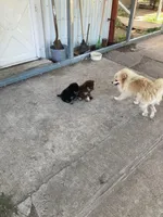 *Price Reduced*Ginger, a female Pomeranian for sale in Kansas City, KS – Photo 5 of 5