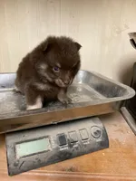 *Price Reduced*Ginger, a female Pomeranian for sale in Kansas City, KS – Photo 2 of 5