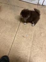 *Price Reduced*Ginger, a female Pomeranian for sale in Kansas City, KS – Photo 1 of 5