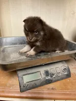 *Price Reduced*Ginger, a female Pomeranian for sale in Kansas City, KS – Photo 3 of 5