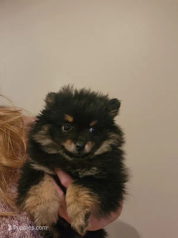 Amelia, a female Pomeranian for sale in Kansas City, KS – Photo 1 of 4