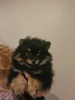 Amelia, a female Pomeranian for sale in Kansas City, KS – Photo 1 of 4