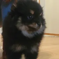 PRICE REDUCED!!! Amelia, a female Pomeranian for sale in Kansas City, KS – Photo 2 of 4