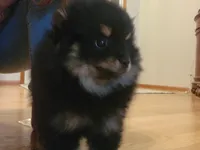 Amelia, a female Pomeranian for sale in Kansas City, KS – Photo 2 of 4