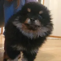 PRICE REDUCED!!! Amelia, a female Pomeranian for sale in Kansas City, KS – Photo 3 of 4