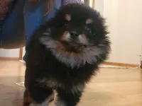 Amelia, a female Pomeranian for sale in Kansas City, KS – Photo 3 of 4