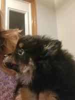 Amelia, a female Pomeranian for sale in Kansas City, KS – Photo 4 of 4