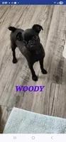 WOODY , a male Brussels Griffon for sale in Menifee, CA – 4 of 4