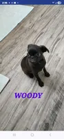 WOODY , a male Brussels Griffon for sale in Menifee, CA – 2 of 4