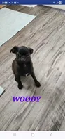 WOODY , a male Brussels Griffon for sale in Menifee, CA – 3 of 4