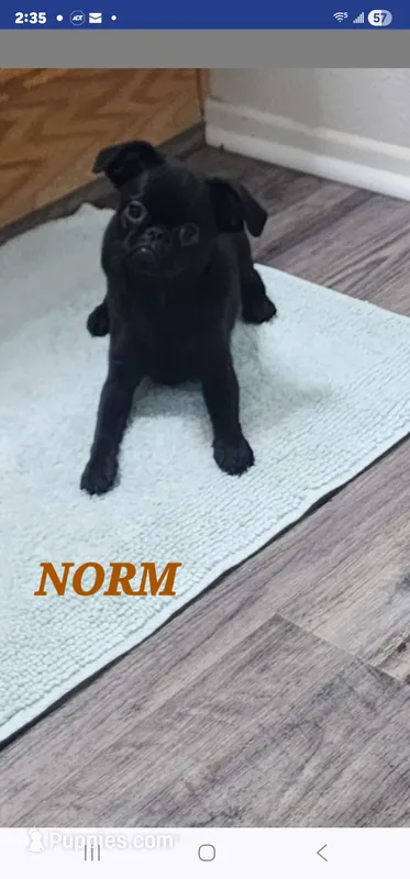 NORM – Brussels Griffon puppy for sale in Menifee, CA