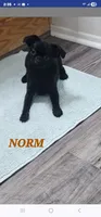 NORM, a male Brussels Griffon for sale in Menifee, CA – 1 of 2
