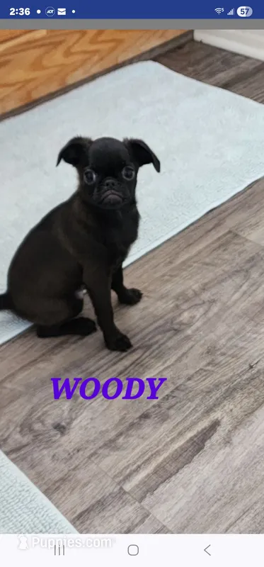 WOODY  – Brussels Griffon puppy for sale in Menifee, CA