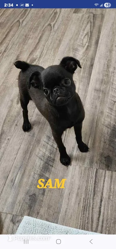 Sam – Brussels Griffon puppy for sale in Menifee, CA