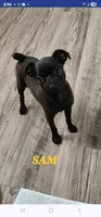 Sam, a male Brussels Griffon for sale in Menifee, CA – 1 of 2