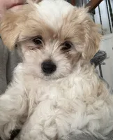 Luca, a male Maltipoo for sale in Spring, TX – 1 of 4