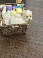 Luca, a male Maltipoo for sale in Spring, TX – 4 of 4