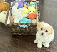 Luca, a male Maltipoo for sale in Spring, TX – 2 of 4