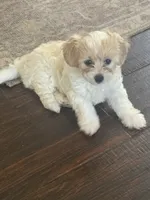Luca, a male Maltipoo for sale in Spring, TX – 3 of 4