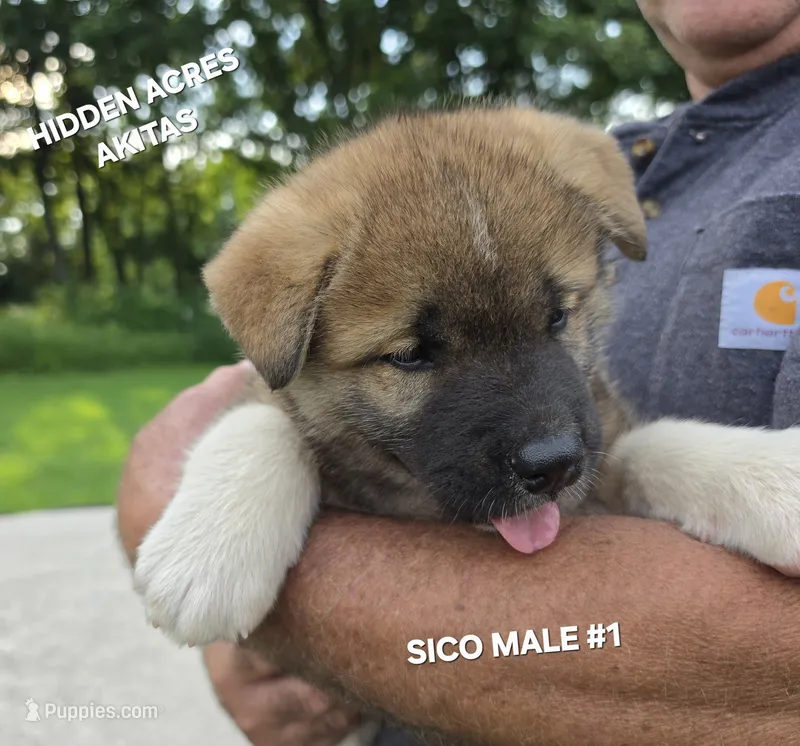SICO MALE #1 – Akita puppy for sale in Mountain Grove, MO