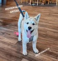 SHGR FEMALE #1, a female Akita for sale in Mountain Grove, MO – Photo 1 of 10