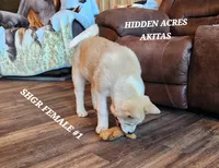 SHGR FEMALE #1, a female Akita for sale in Mountain Grove, MO – Photo 6 of 10