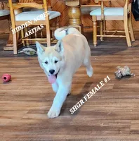 SHGR FEMALE #1, a female Akita for sale in Mountain Grove, MO – Photo 8 of 10
