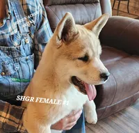 SHGR FEMALE #1, a female Akita for sale in Mountain Grove, MO – Photo 7 of 10