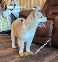 SHGR FEMALE #1, a female Akita for sale in Mountain Grove, MO – Photo 2 of 10