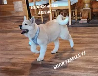 SHGR FEMALE #1, a female Akita for sale in Mountain Grove, MO – Photo 5 of 10