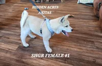 SHGR FEMALE #1, a female Akita for sale in Mountain Grove, MO – Photo 4 of 10