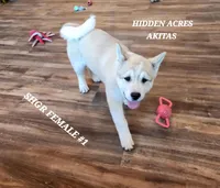 SHGR FEMALE #1, a female Akita for sale in Mountain Grove, MO – Photo 9 of 10