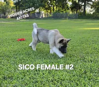 SICO FEMALE #2, a female Akita for sale in Mountain Grove, MO – 9 of 10