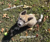 STCO MALE #1, a male Akita for sale in Mountain Grove, MO – 6 of 10