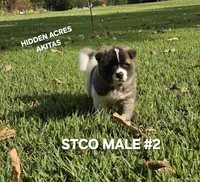 STCO MALE #2, a male Akita for sale in Mountain Grove, MO – 6 of 10