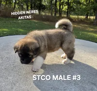 STCO MALE #3, a male Akita for sale in Mountain Grove, MO – 3 of 10