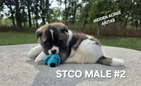 STCO MALE #2, a male Akita for sale in Mountain Grove, MO – 8 of 10