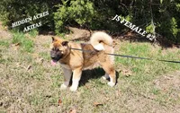 JS FEMALE #2, a female Akita for sale in Mountain Grove, MO – Photo 7 of 10