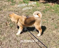 JS FEMALE #2, a female Akita for sale in Mountain Grove, MO – Photo 8 of 10