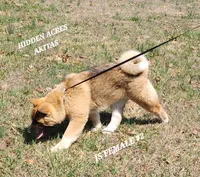 JS FEMALE #2, a female Akita for sale in Mountain Grove, MO – Photo 3 of 10