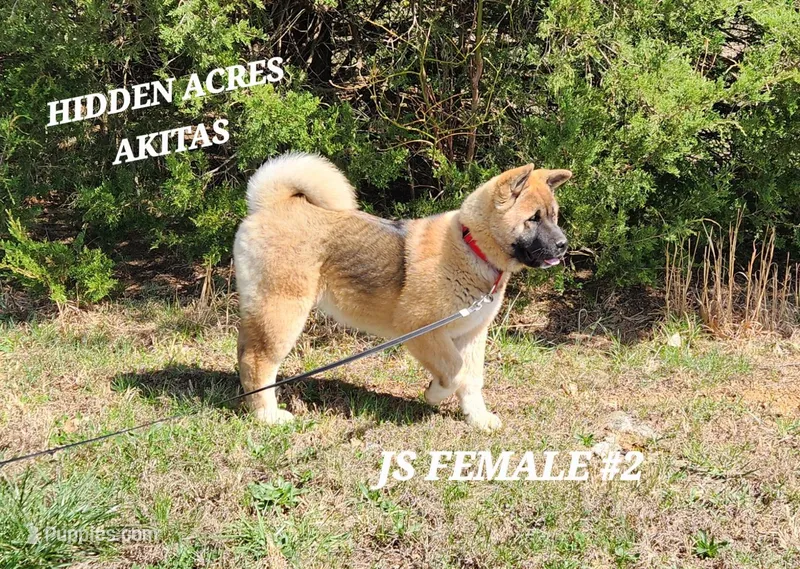 JS FEMALE #2, a female Akita for sale in Mountain Grove, MO – Photo 1 of 10
