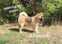 JS FEMALE #2, a female Akita for sale in Mountain Grove, MO – Photo 1 of 10