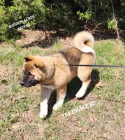 JS FEMALE #2, a female Akita for sale in Mountain Grove, MO – Photo 4 of 10