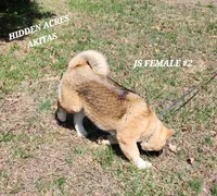 JS FEMALE #2, a female Akita for sale in Mountain Grove, MO – Photo 6 of 10