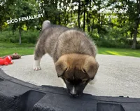 SICO FEMALE #1, a female Akita for sale in Mountain Grove, MO – 7 of 10