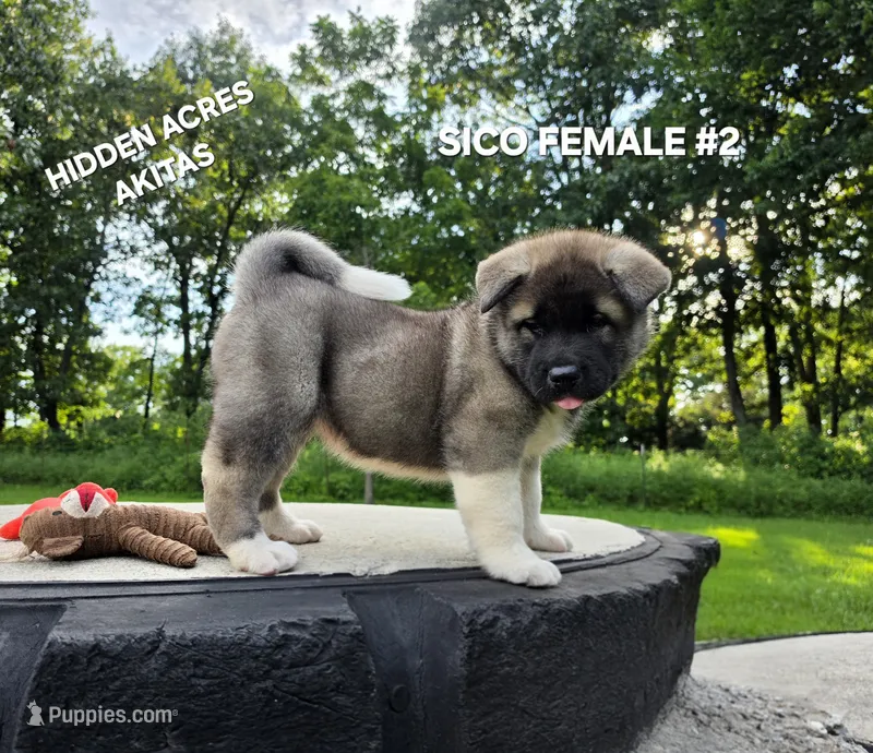 SICO FEMALE #2 – Akita puppy for sale in Mountain Grove, MO